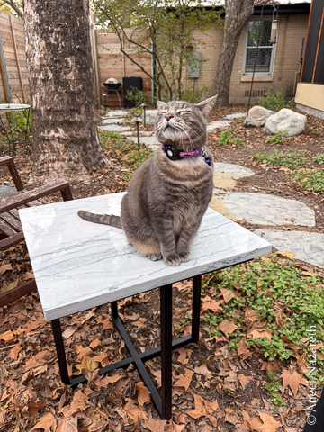 A square table with an airier X structure and a gray tabby cat sitting on it looking very pleased